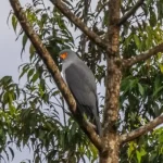 Burung Elang New Britain Kembali Terlihat di Papua