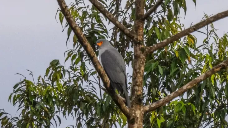 Burung Elang New Britain Kembali Terlihat di Papua