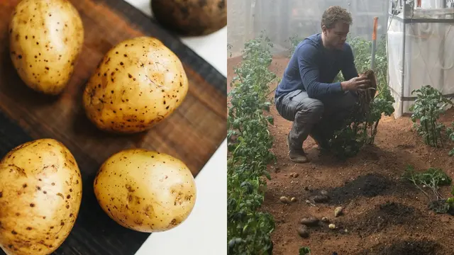 Tepung Kentang Material Bangunan Masa Depan di Luar Angkasa