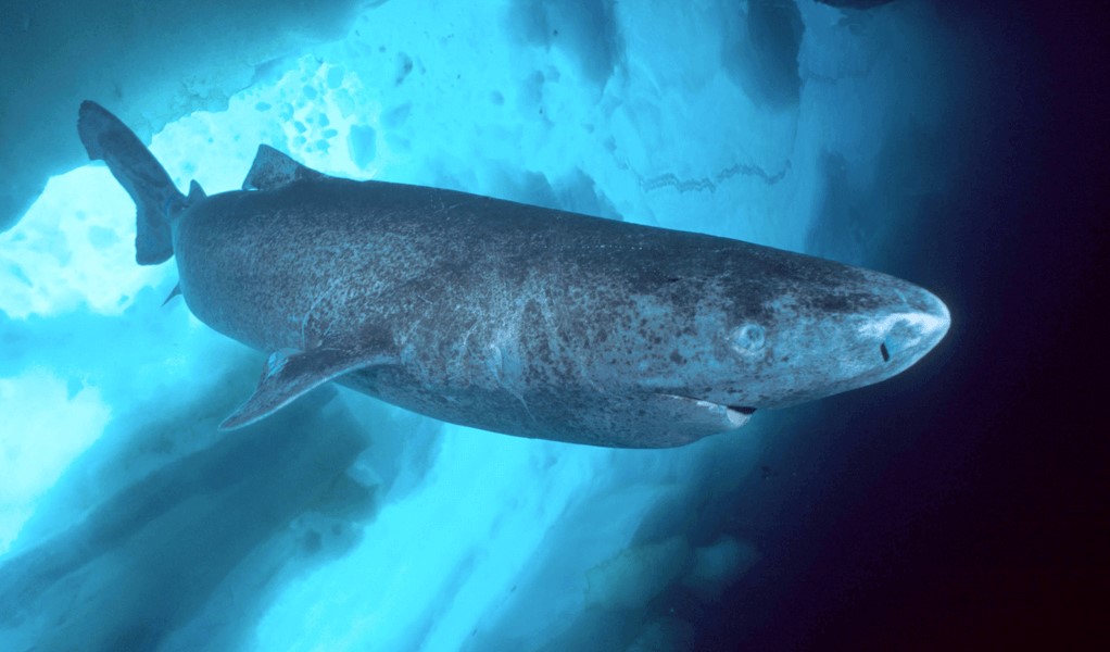 Hiu Greenland Rahasia Panjang Umur dari Laut Dalam