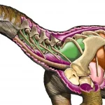 Ingentia Prima Si 'Raksasa Pertama' yang Mengubah Sejarah Dinosaurus